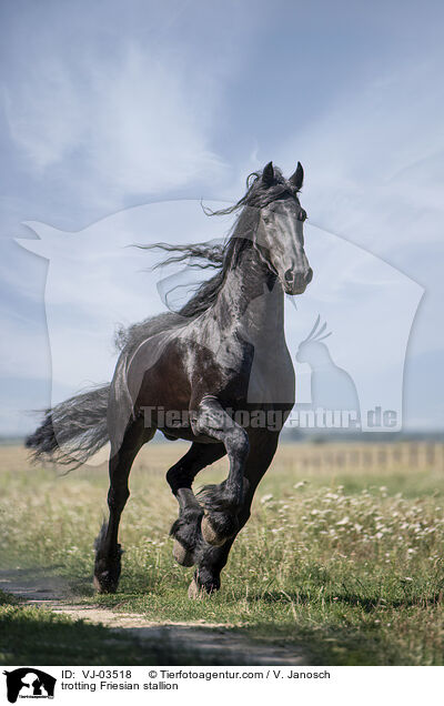 trabender Friese Hengst / trotting Friesian stallion / VJ-03518