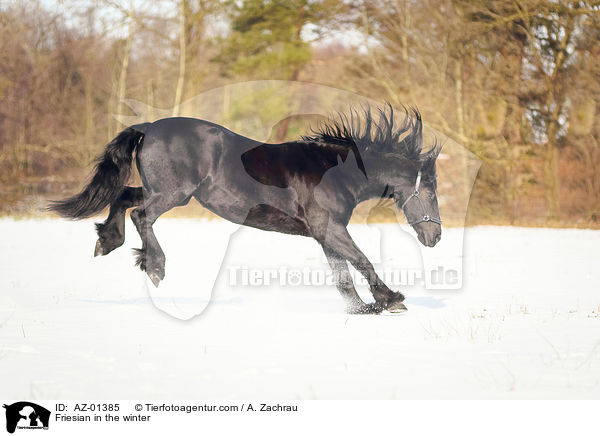 Friese im Winter / Friesian in the winter / AZ-01385