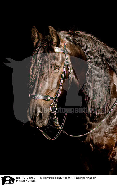 Frisian Portrait / PB-01059