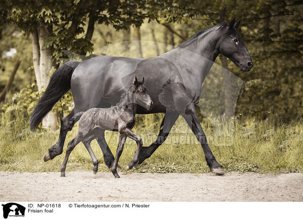 Frisian foal / NP-01618