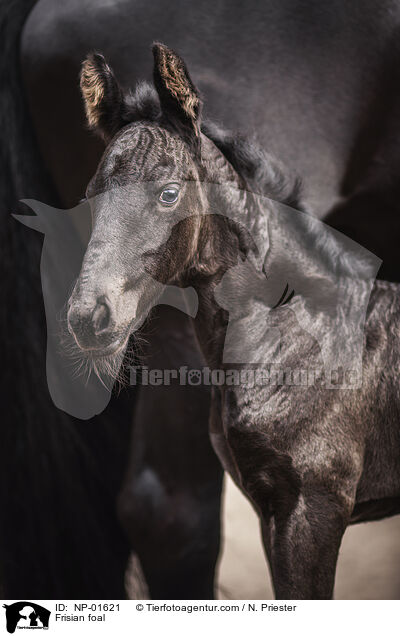 Friese Fohlen / Frisian foal / NP-01621