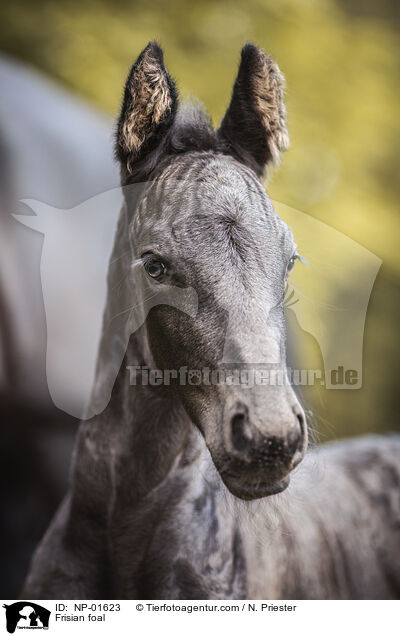 Friese Fohlen / Frisian foal / NP-01623