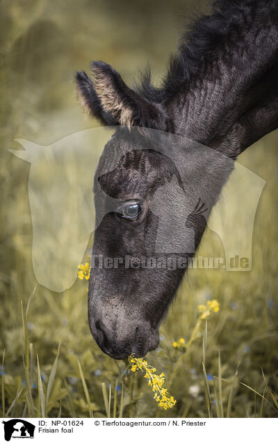 Friese Fohlen / Frisian foal / NP-01624