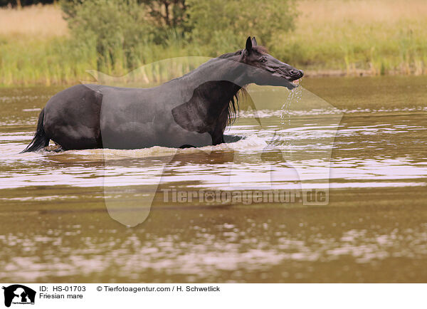 Friesen Stute / Friesian mare / HS-01703