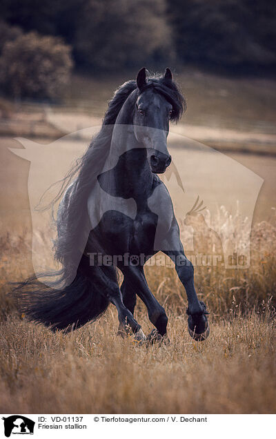 Friese Hengst / Friesian stallion / VD-01137
