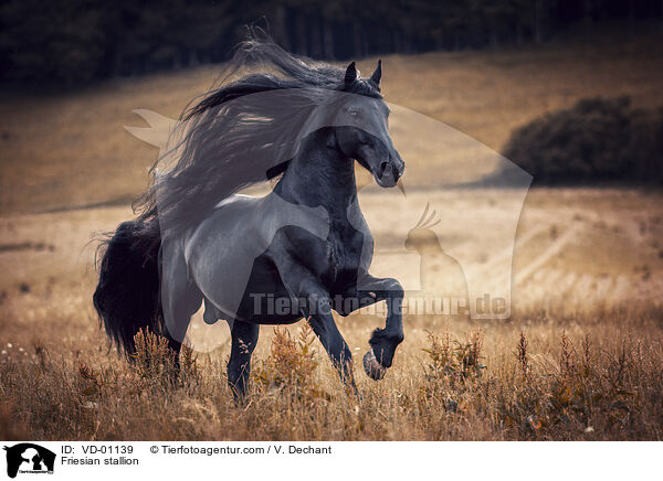 Friese Hengst / Friesian stallion / VD-01139