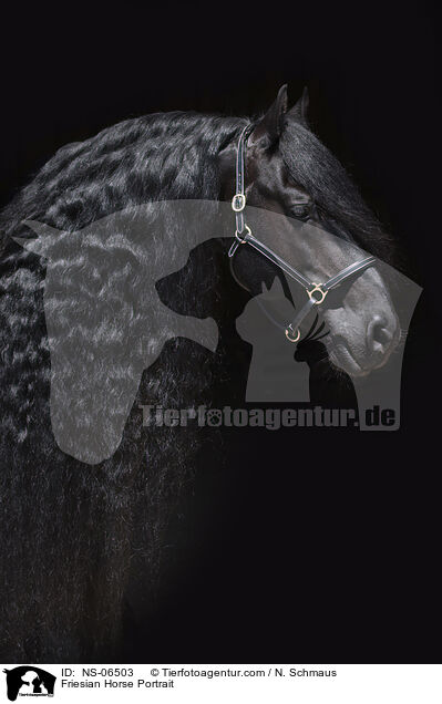 Friesian Horse Portrait / NS-06503