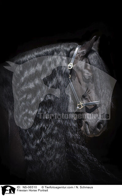 Friese Portrait / Friesian Horse Portrait / NS-06510