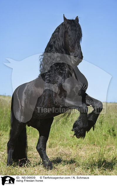 steigender Friese / rising Friesian horse / NS-06609