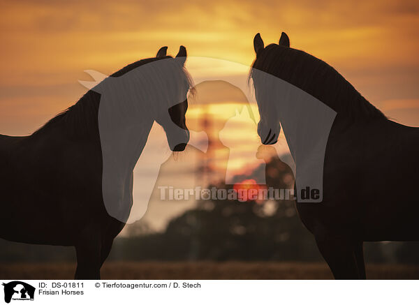 Frisian Horses / DS-01811