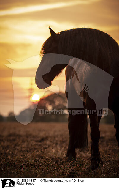 Friese / Frisian Horse / DS-01817