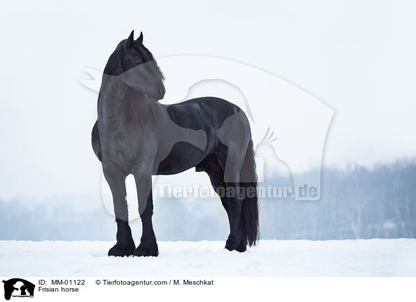 Friese / Frisian horse / MM-01122