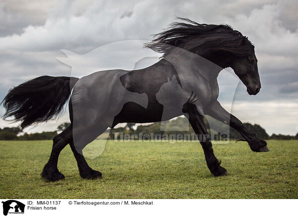 Friese / Frisian horse / MM-01137