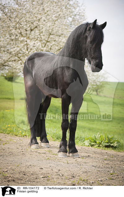 Friesen Wallach / Frisian gelding / RR-104172