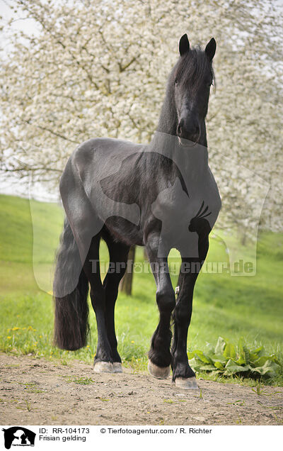 Frisian gelding / RR-104173