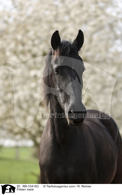Frisian mare / RR-104183