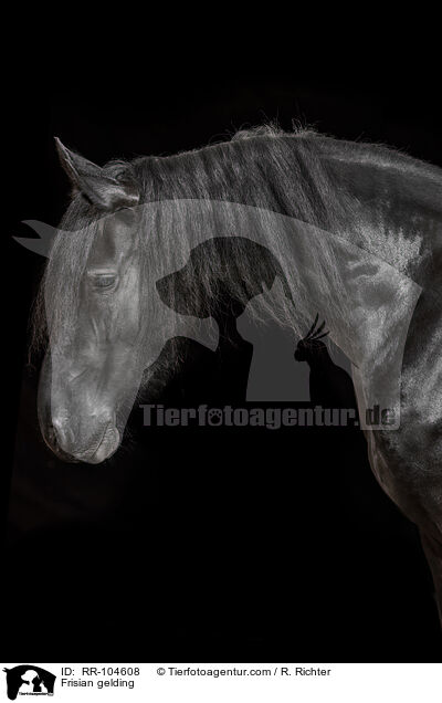 Frisian gelding / RR-104608