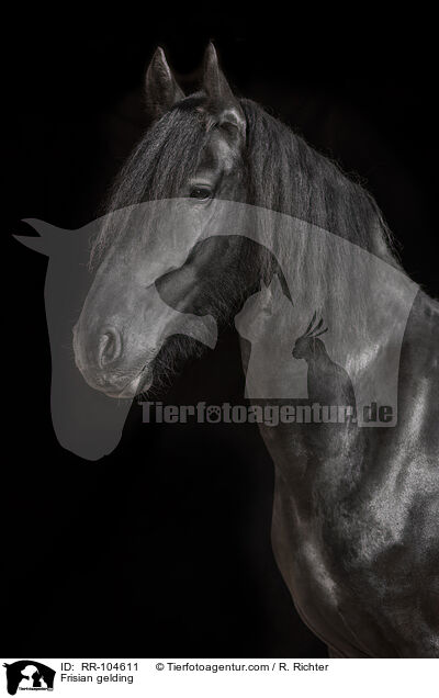 Friesen Wallach / Frisian gelding / RR-104611