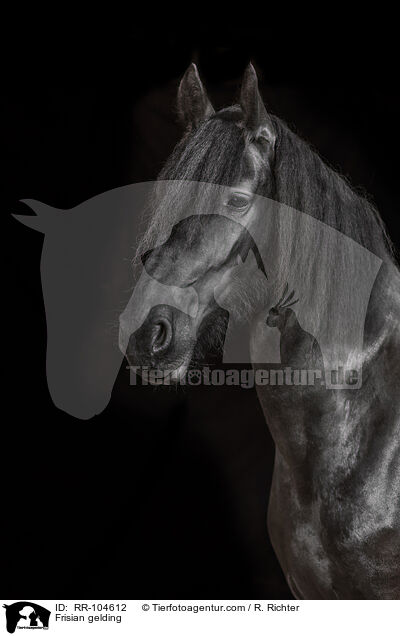 Frisian gelding / RR-104612