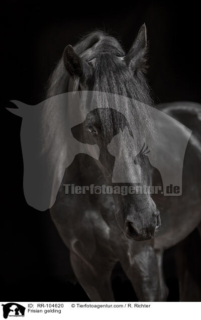 Friesen Wallach / Frisian gelding / RR-104620