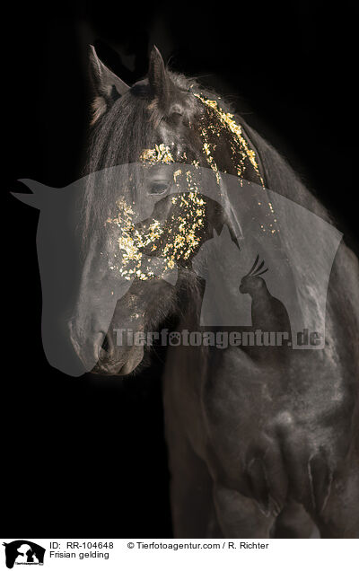 Friesen Wallach / Frisian gelding / RR-104648