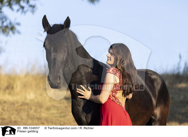 Friesen Wallach / Frisian gelding / RR-104657