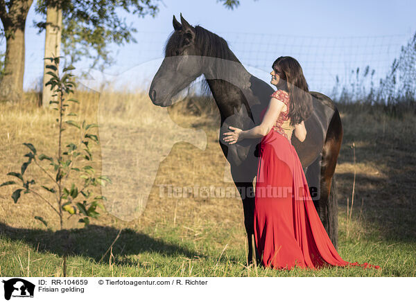 Friesen Wallach / Frisian gelding / RR-104659