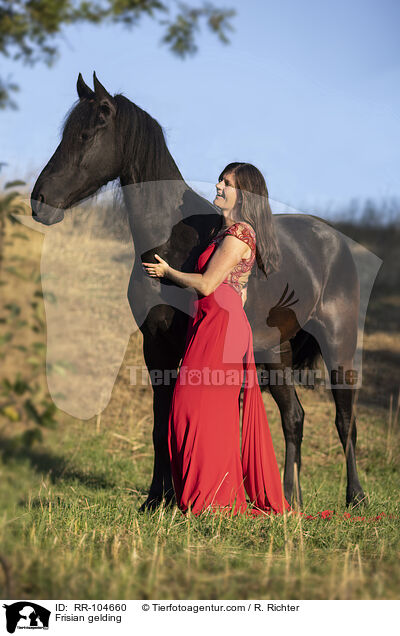 Friesen Wallach / Frisian gelding / RR-104660