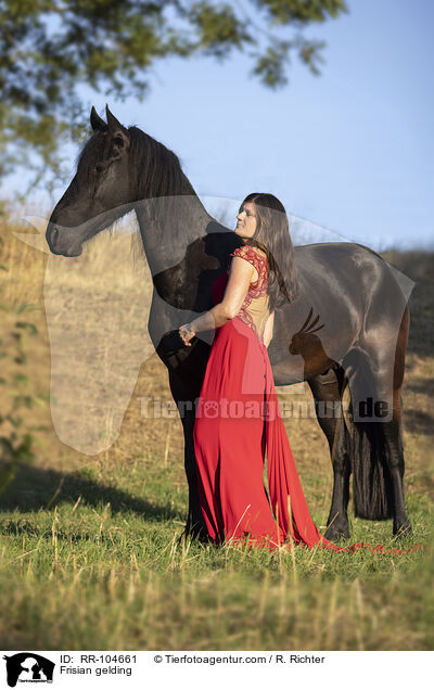 Friesen Wallach / Frisian gelding / RR-104661