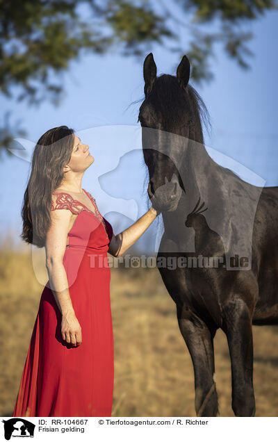 Friesen Wallach / Frisian gelding / RR-104667