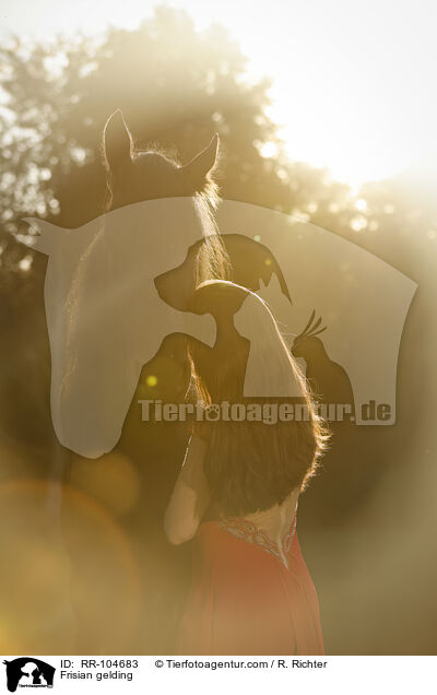 Frisian gelding / RR-104683