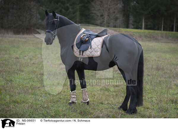 Frisian / NS-06651