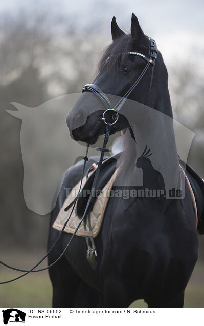 Friese Portrait / Frisian Portrait / NS-06652