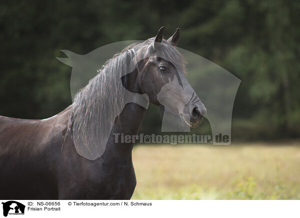 Friese Portrait / Frisian Portrait / NS-06656