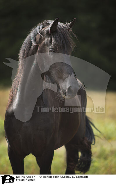 Frisian Portrait / NS-06657
