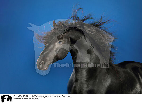 Friese im Studio / Friesian horse in studio / AZ-01592