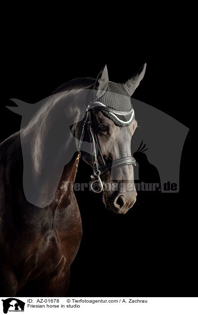 Friese im Studio / Friesian horse in studio / AZ-01678