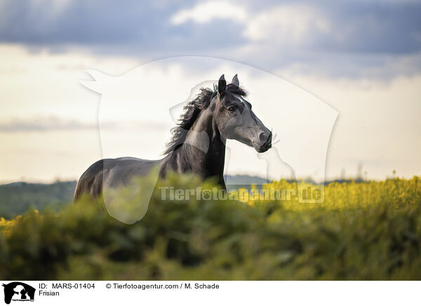 Friese / Frisian / MARS-01404