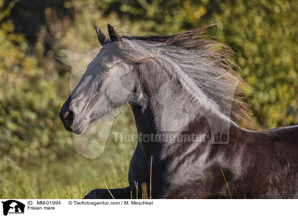 Friesen Stute / Frisian mare / MM-01994