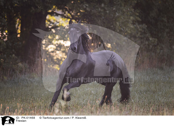 Friese / Friesian / PK-01468