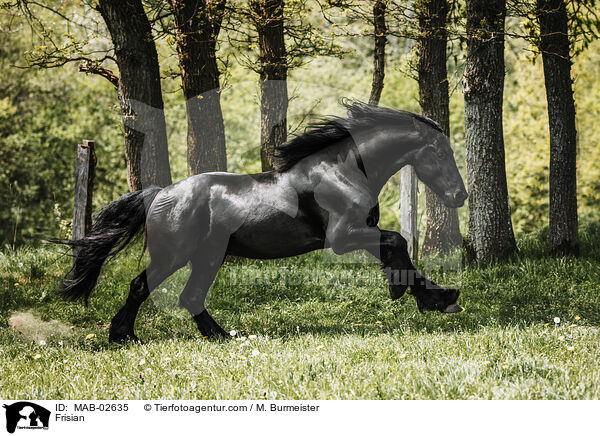 Friese / Frisian / MAB-02635