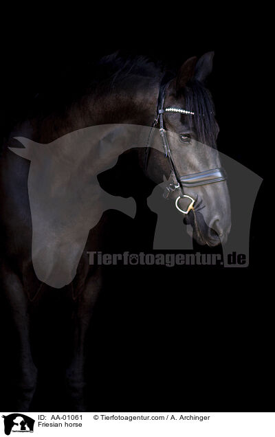 Friese / Friesian horse / AA-01061