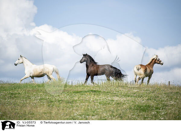 Frisian Horse / VJ-05573