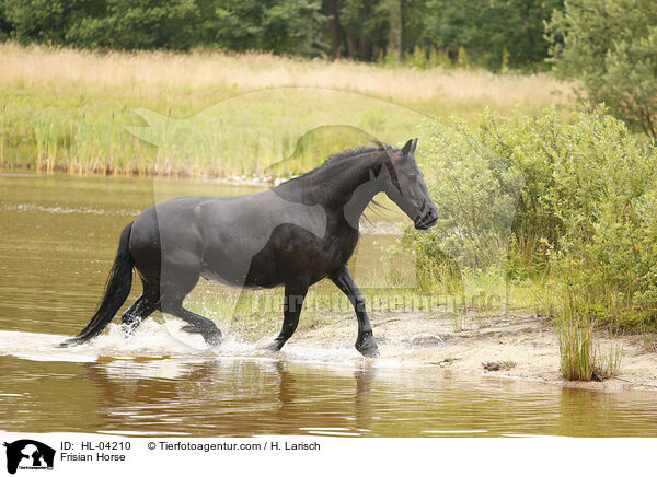 Friese / Frisian Horse / HL-04210