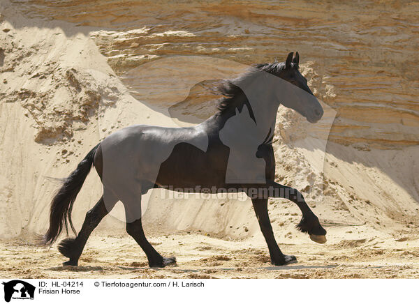 Friese / Frisian Horse / HL-04214