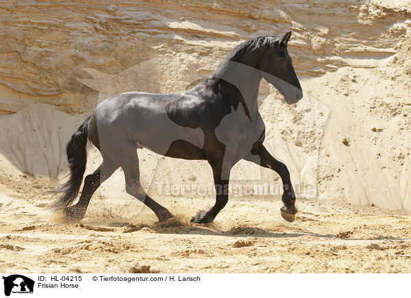 Friese / Frisian Horse / HL-04215