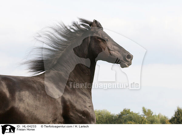 Frisian Horse / HL-04233