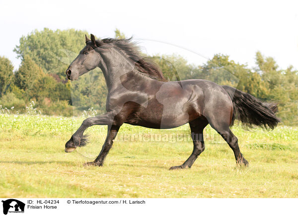 Frisian Horse / HL-04234