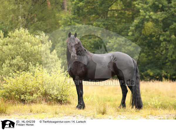 Friese / Frisian Horse / HL-04239