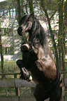 rising Friesian Horse